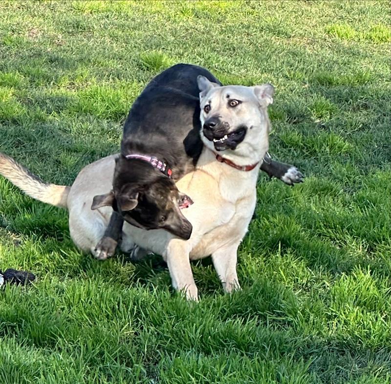 Enlarge Goldeneye, a Adoptable German Shepherd Dog in Elk Grove, CA image 3/3