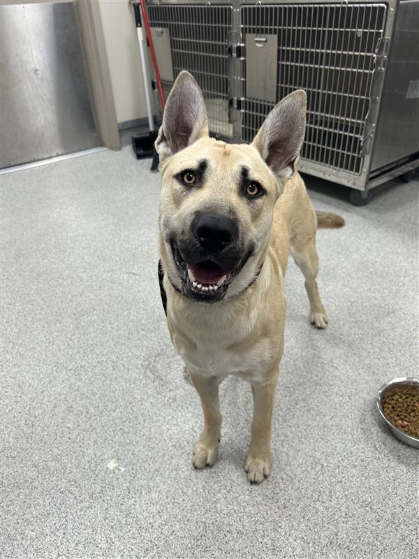 Enlarge Goldeneye, a Adoptable German Shepherd Dog in Elk Grove, CA image 2/2