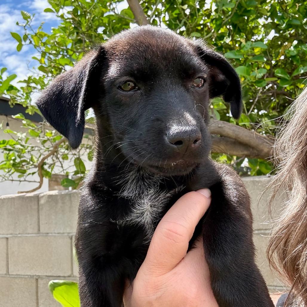 Evoque (Evie), Adoptable, Puppy Female Labrador Retriever & Cocker Spaniel.