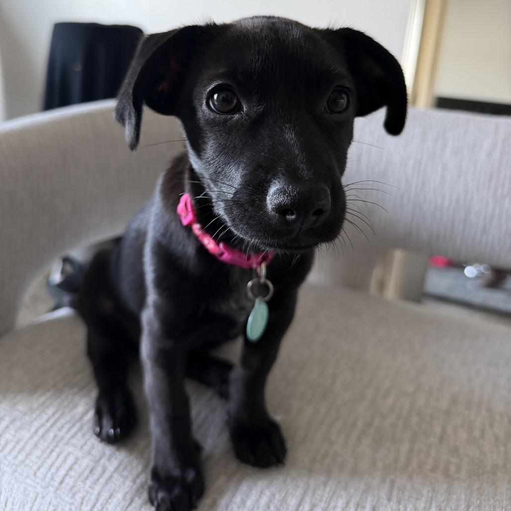 Evoque (Evie), a Adoptable mixed breed in North Hollywood, CA image 3/6