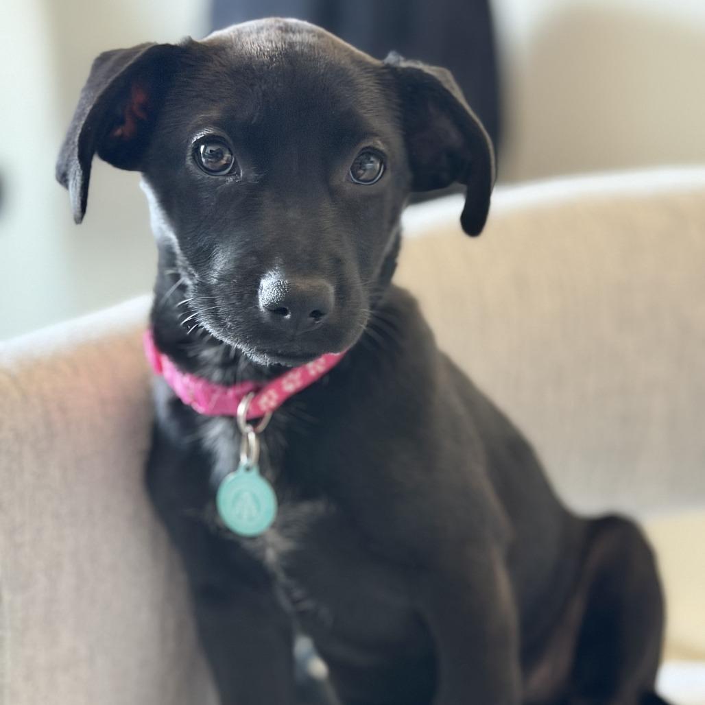 Evoque (Evie), a Adoptable mixed breed in North Hollywood, CA image 4/6
