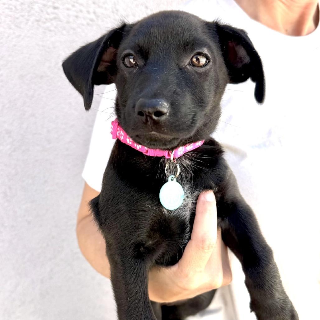 Evoque (Evie), a Adoptable mixed breed in North Hollywood, CA image 5/6