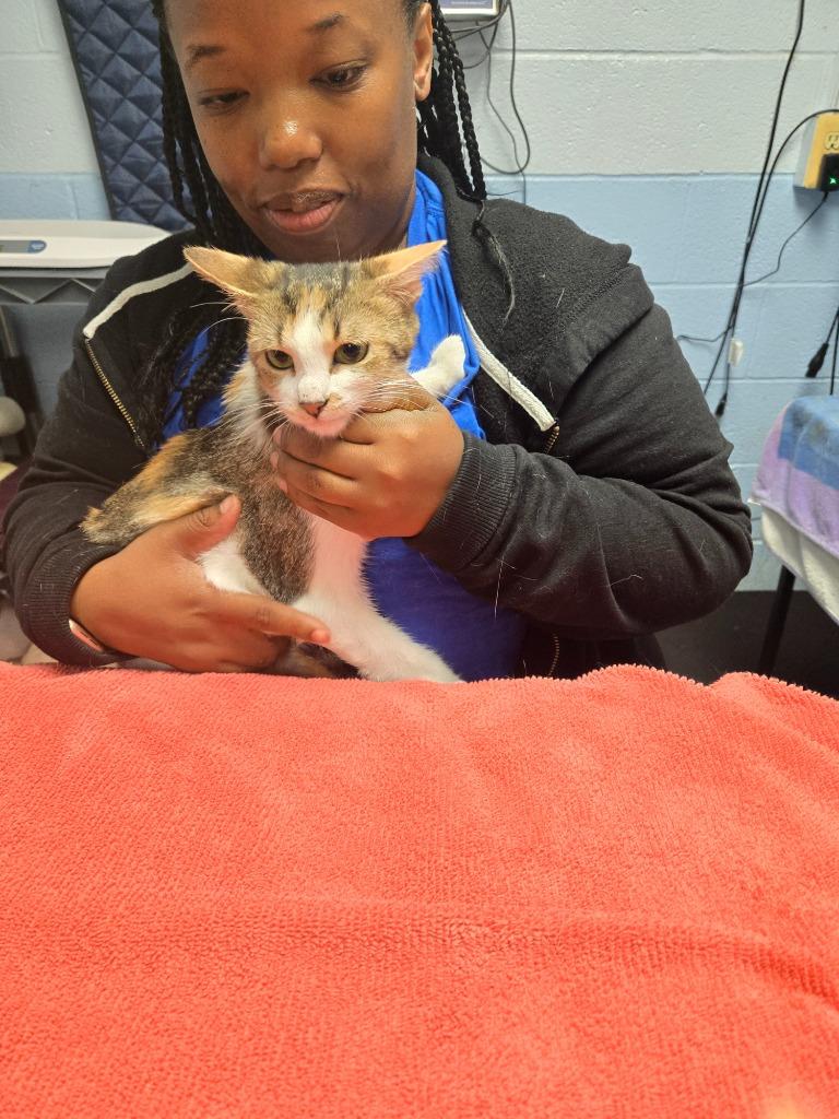 Enlarge Lucy, a Adoptable Calico in Detroit, MI image 1/2