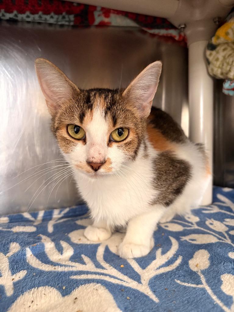Enlarge Lucy, a Adoptable Calico in Detroit, MI image 2/2