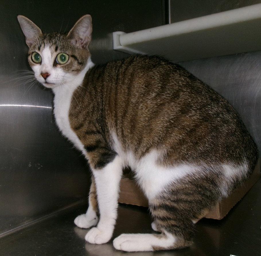 Isabella, Adopted, Young Female Tabby.