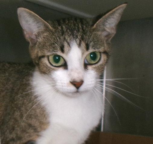 Enlarge Isabella, a Adopted Tabby in Carrollton, GA image 2/3