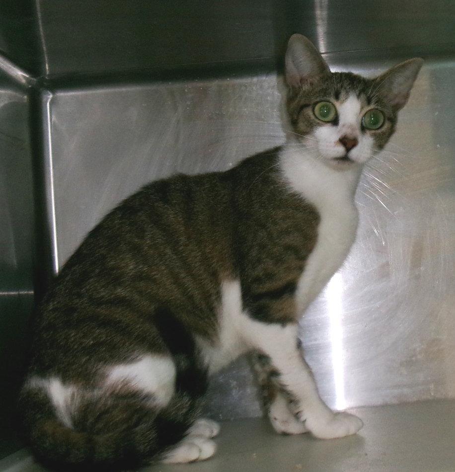 Enlarge Isabella, a Adopted Tabby in Carrollton, GA image 3/3