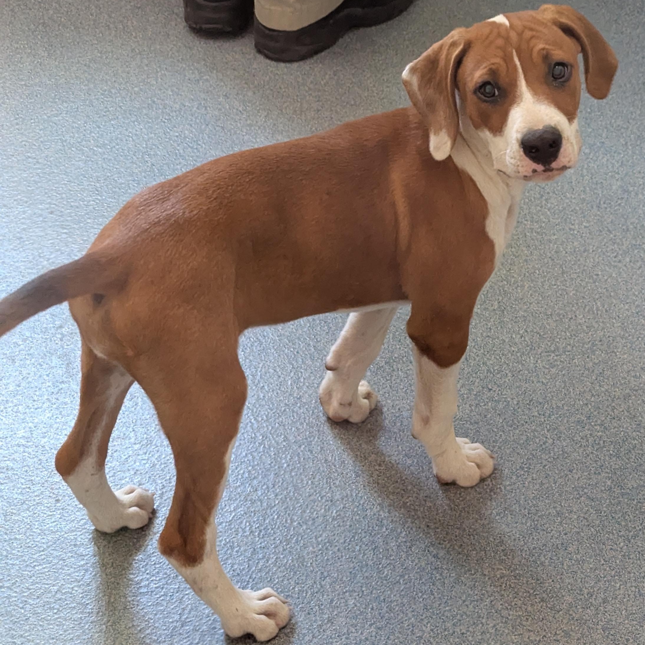 Enlarge Dixie, an adopted mixed breed in Suffolk, VA image 3/3