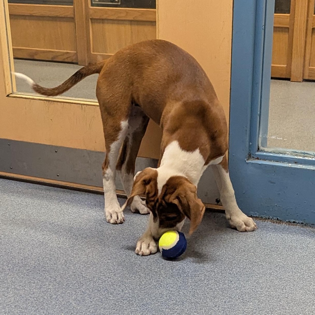 Enlarge Dixie, an adopted mixed breed in Suffolk, VA image 2/3