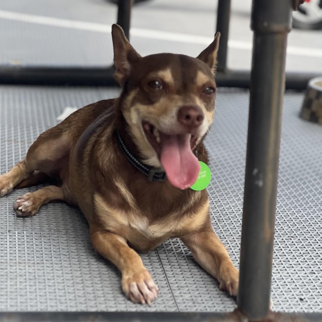 Miso, a Adoptable mixed breed in New Orleans, LA image 1/6