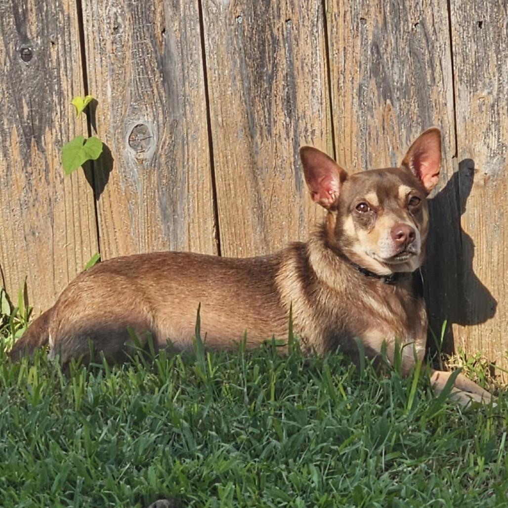 Enlarge Miso, a Adoptable mixed breed in New Orleans, LA image 1/6