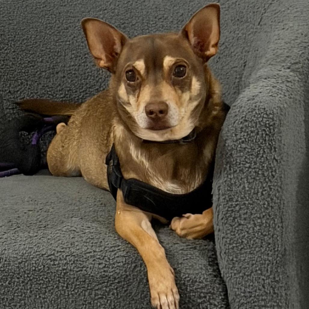 Enlarge Miso, a Adoptable mixed breed in New Orleans, LA image 2/6