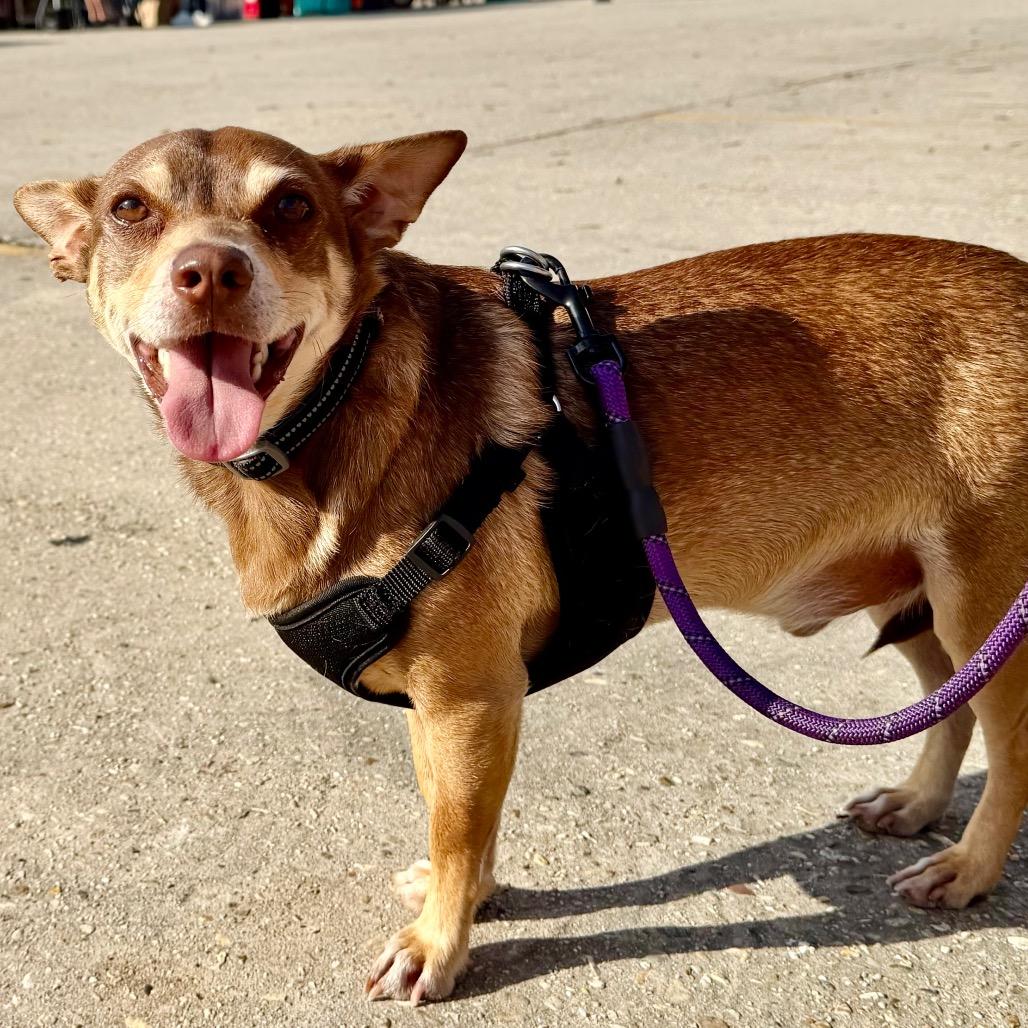 Enlarge Miso, a Adoptable mixed breed in New Orleans, LA image 1/6