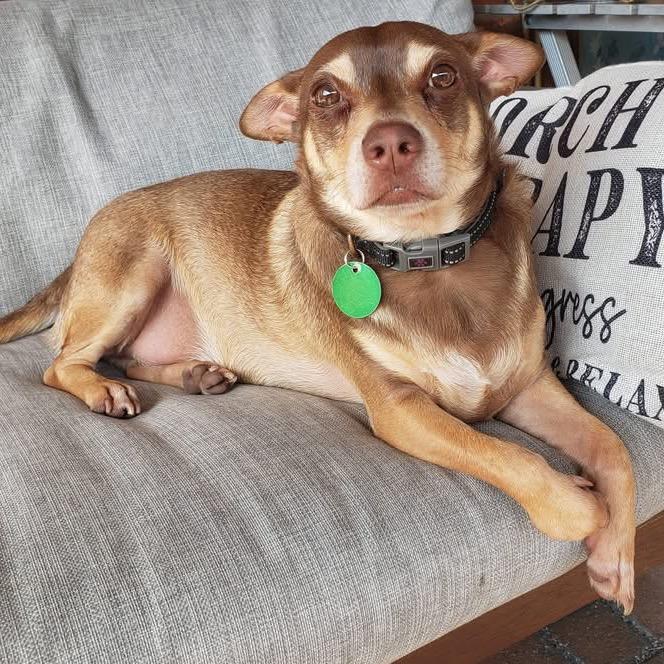 Enlarge Miso, a Adoptable mixed breed in New Orleans, LA image 4/6