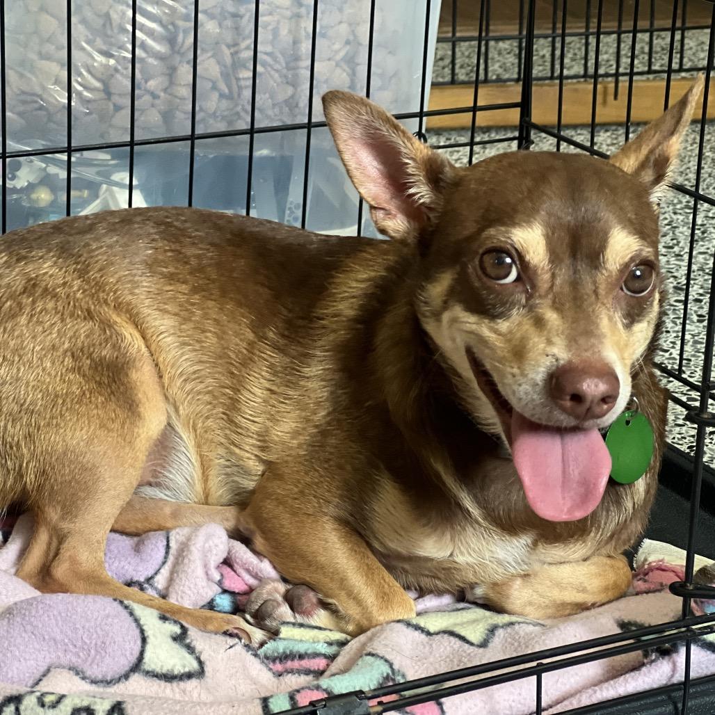 Miso, a Adoptable mixed breed in New Orleans, LA image 2/6