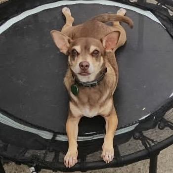 Miso, a Adoptable mixed breed in New Orleans, LA image 3/6
