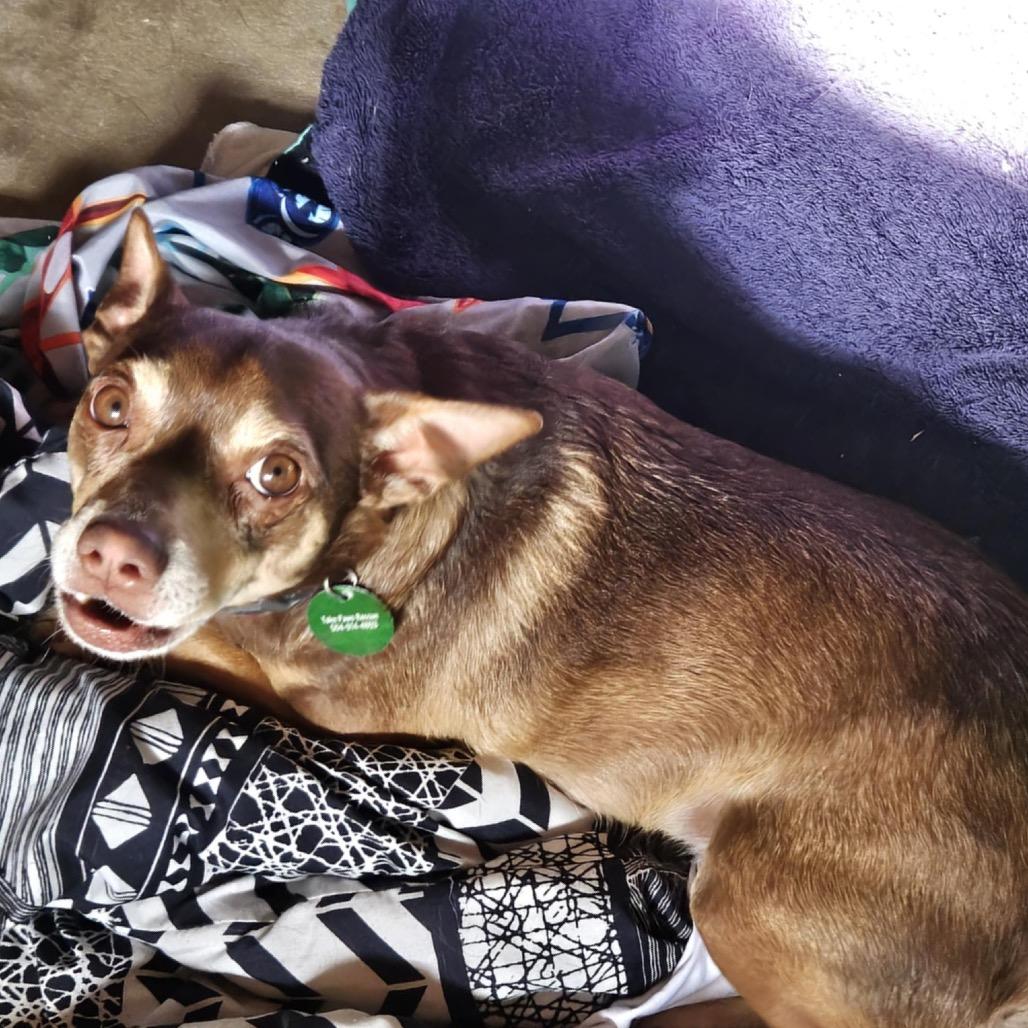 Miso, a Adoptable mixed breed in New Orleans, LA image 4/6