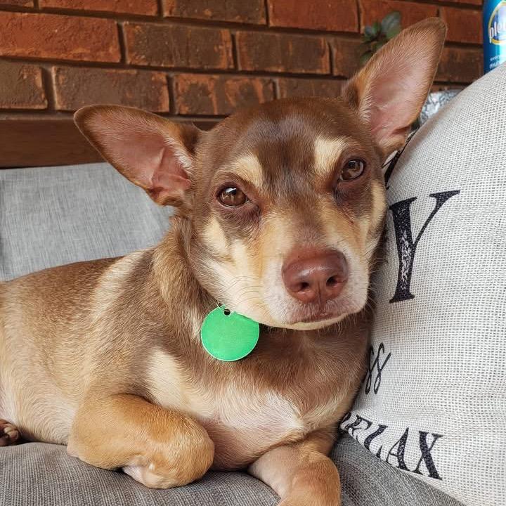 Enlarge Miso, a Adoptable mixed breed in New Orleans, LA image 2/6