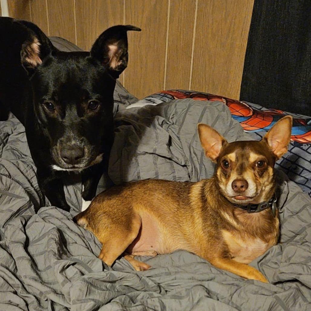 Enlarge Miso, a Adoptable mixed breed in New Orleans, LA image 5/6