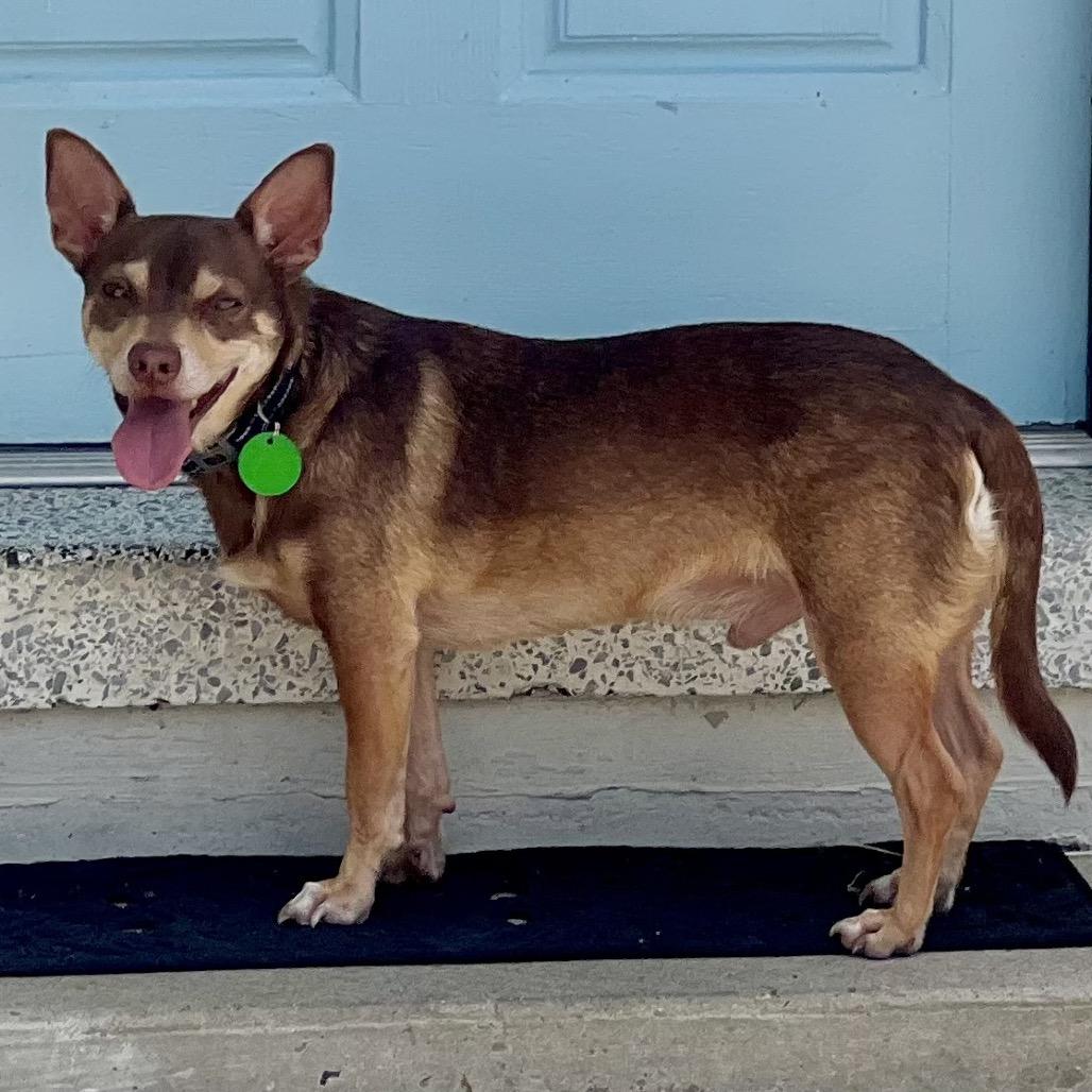 Miso, a Adoptable mixed breed in New Orleans, LA image 6/6