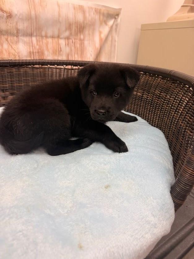 Haymitch, a Adoptable mixed breed in Neillsville, WI image 2/3