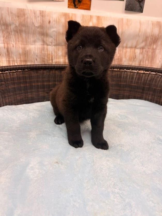 Haymitch, Adoptable, Puppy Male Chow Chow & Cattle Dog.