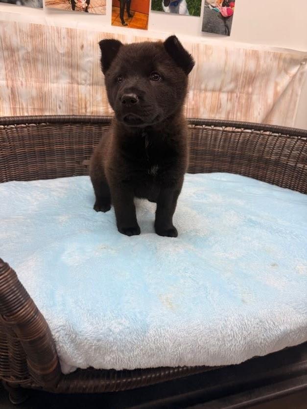 Haymitch, a Adoptable mixed breed in Neillsville, WI image 3/3
