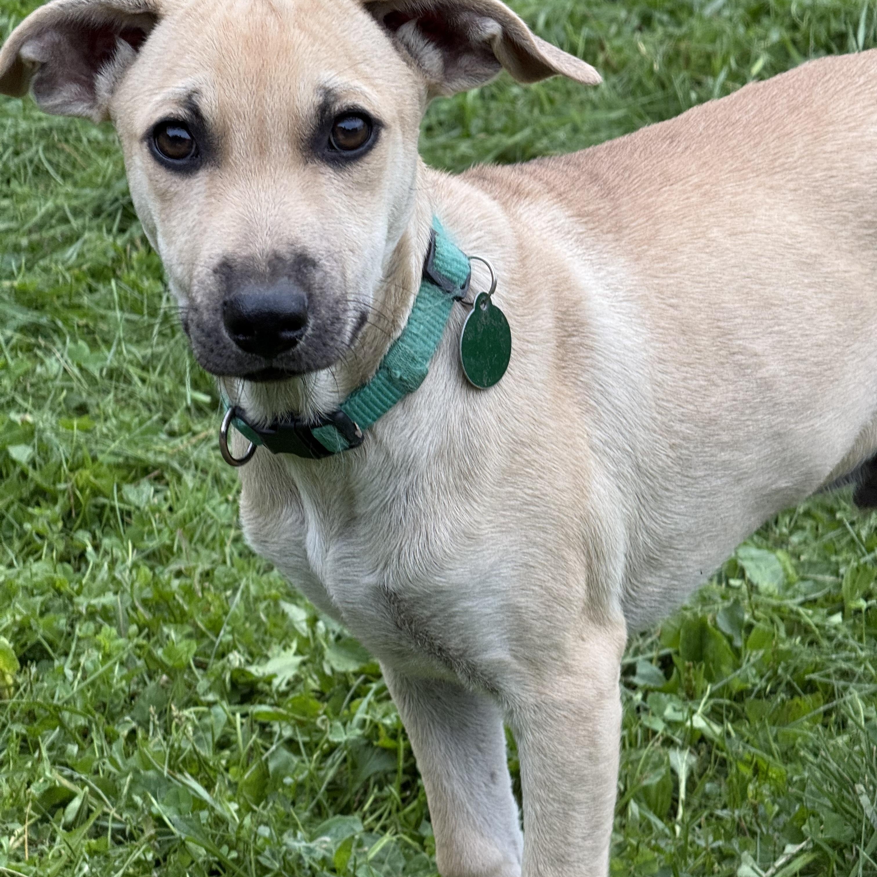 Enlarge Reuben, a Adoptable mixed breed in Waukesha , WI image 6/6