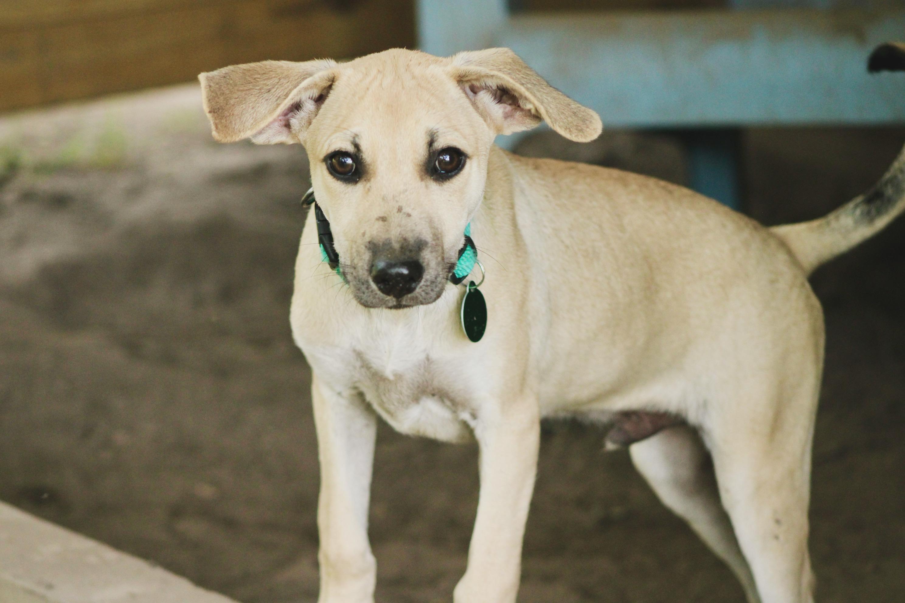 Enlarge Reuben, a Adoptable mixed breed in Waukesha , WI image 2/6