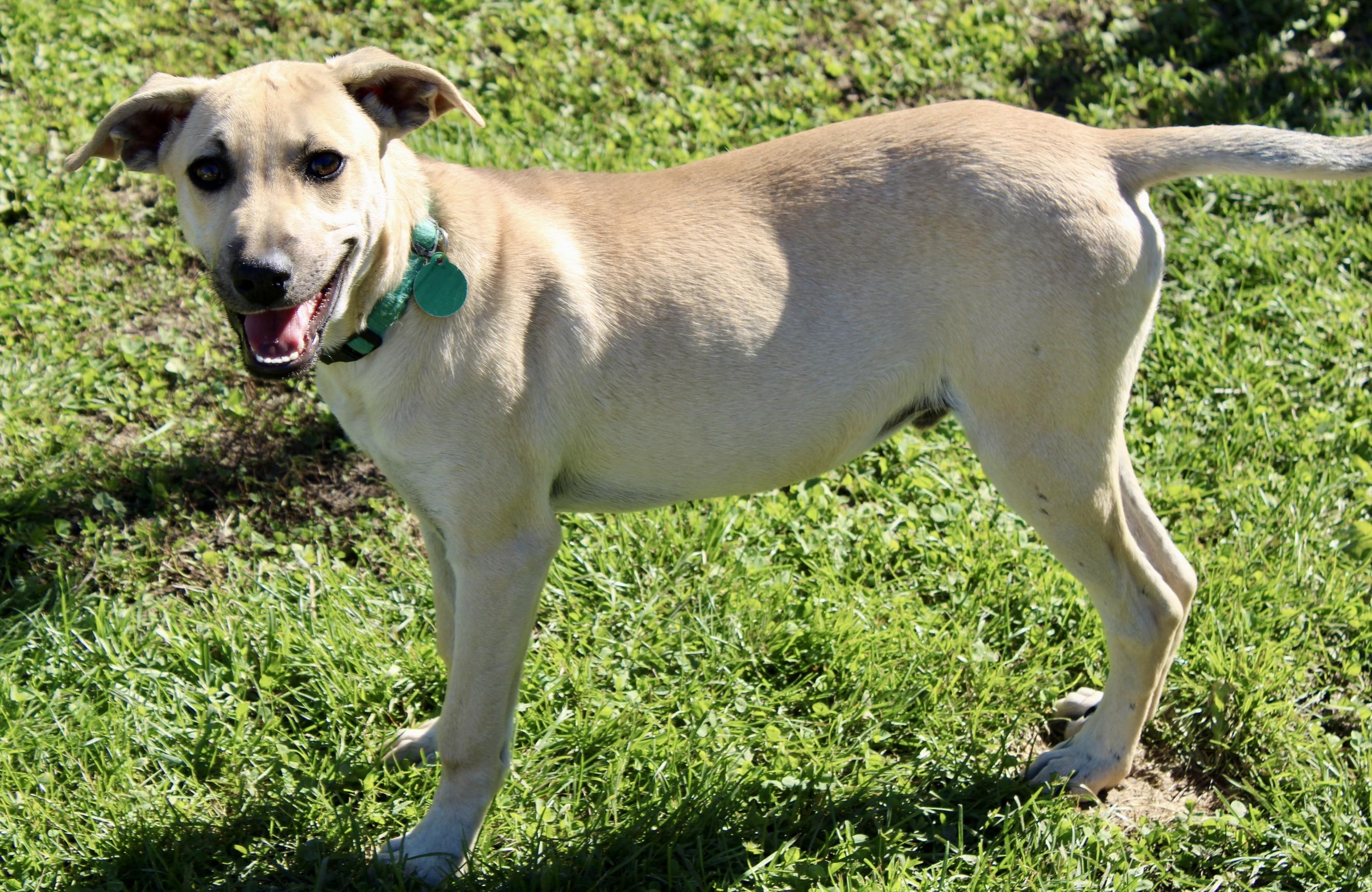 Reuben, Adoptable, Puppy Male Black Mouth Cur.