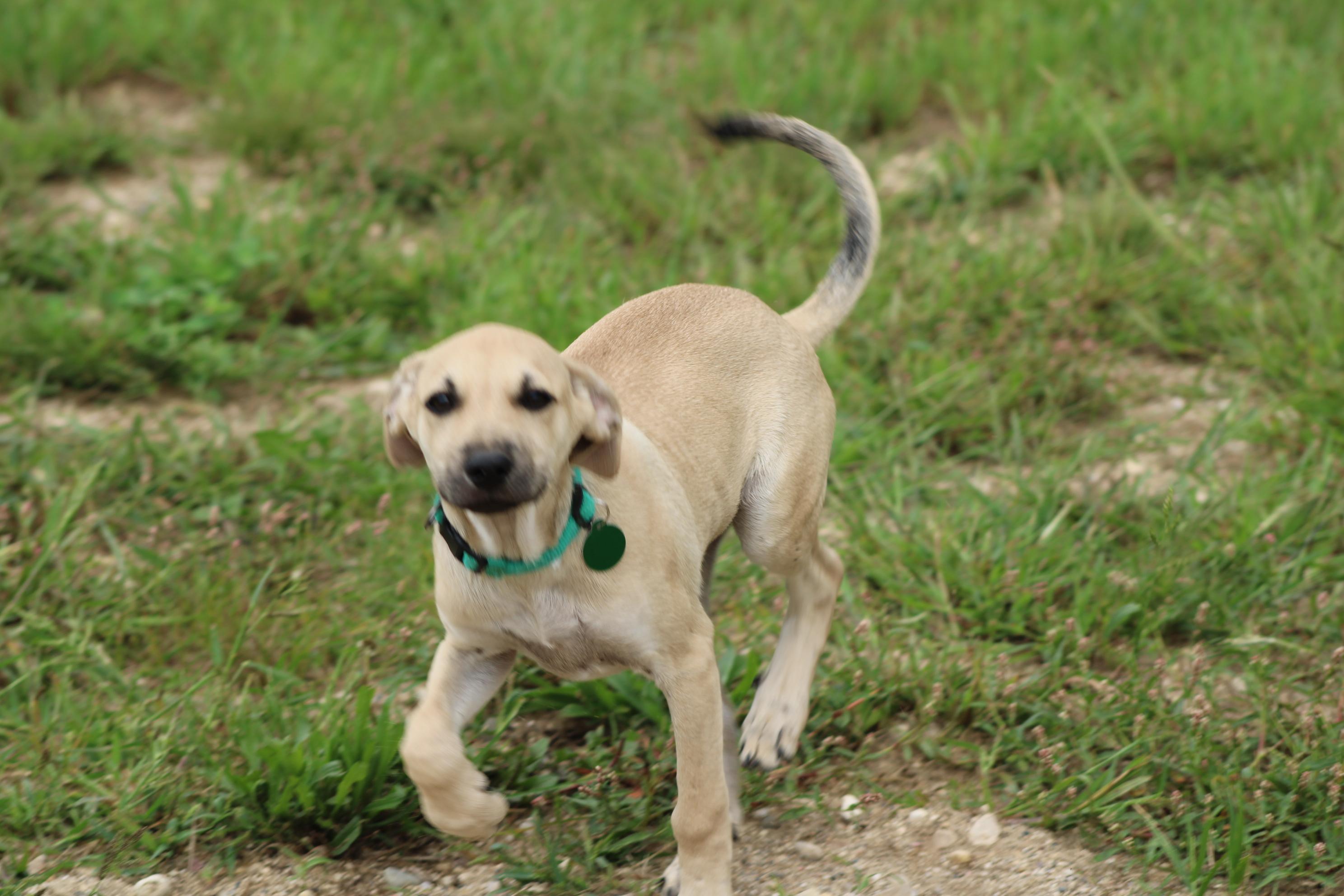 Enlarge Reuben, a Adoptable mixed breed in Waukesha , WI image 3/6