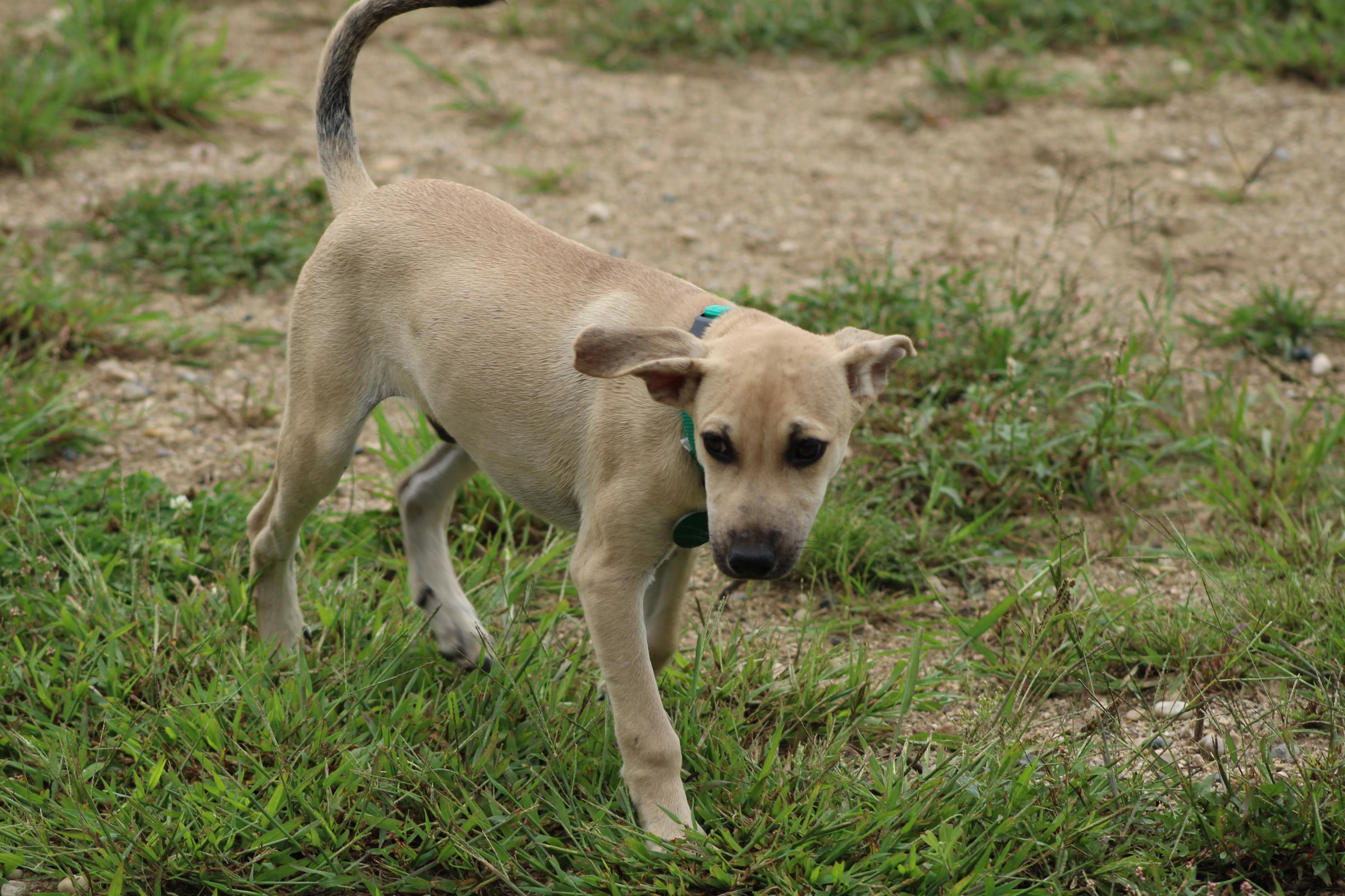 Enlarge Reuben, a Adoptable mixed breed in Waukesha , WI image 5/6