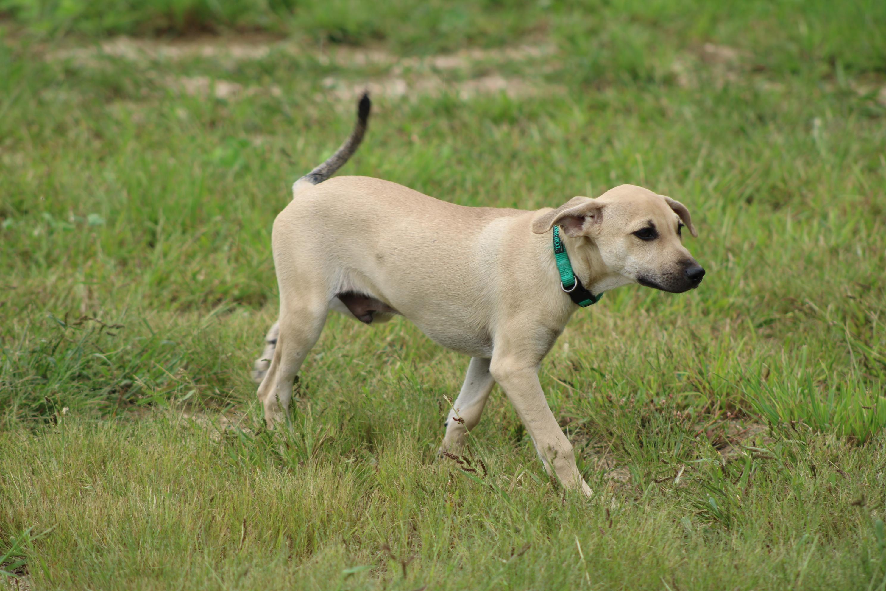 Enlarge Reuben, a Adoptable mixed breed in Waukesha , WI image 4/6