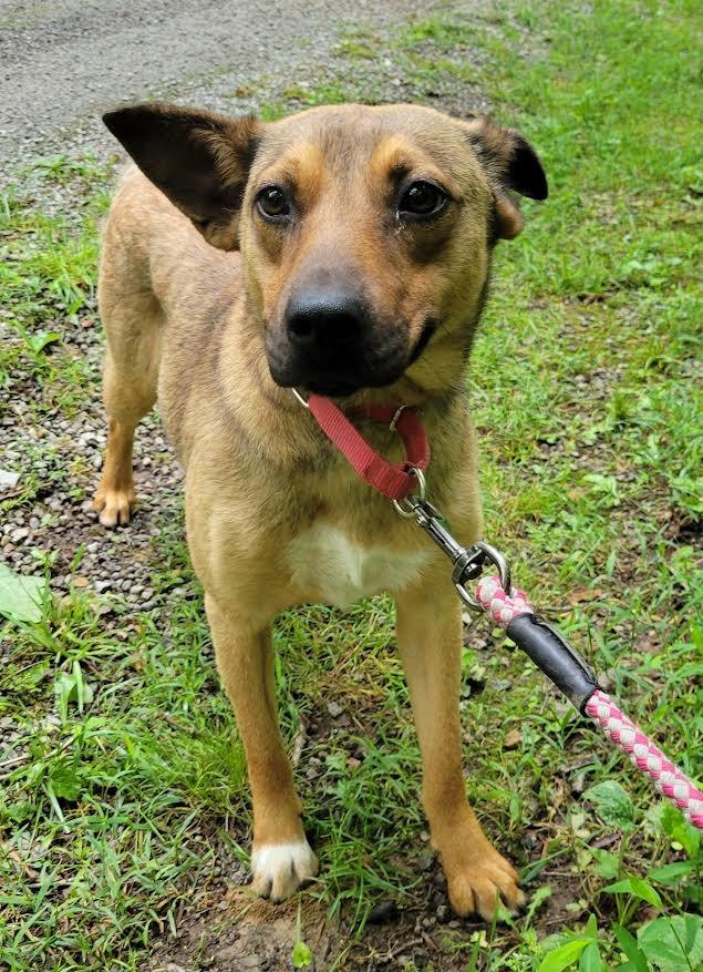 Heidi, Adoptable, Young Female German Shepherd Dog & Labrador Retriever.