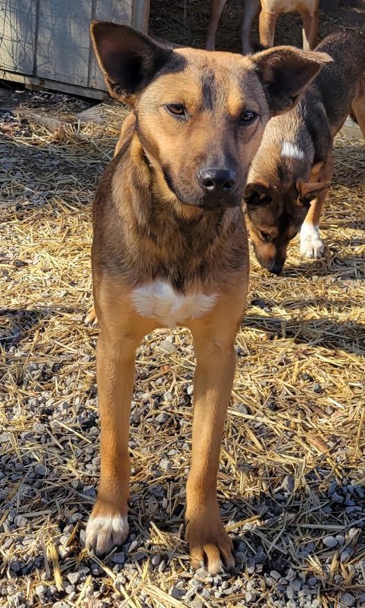 Heidi, Adoptable, Young Female German Shepherd Dog & Labrador Retriever.