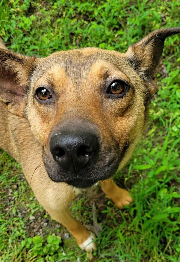 Heidi, a Adoptable mixed breed in Crossville, TN image 2/4