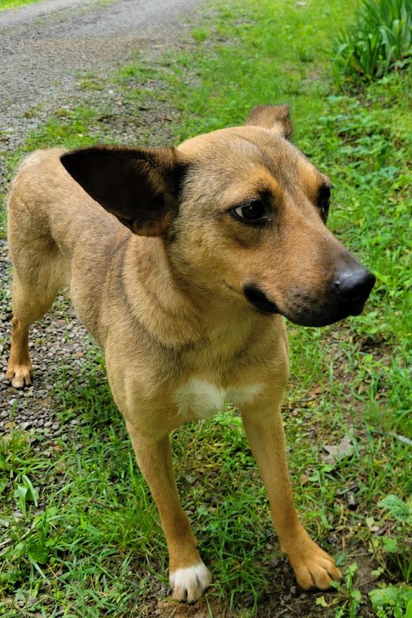 Heidi, a Adoptable mixed breed in Crossville, TN image 3/4