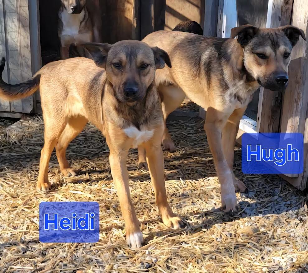 Enlarge Heidi, a Adoptable mixed breed in Crossville, TN image 3/6