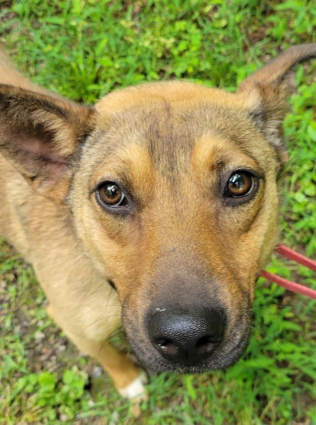 Heidi, a Adoptable mixed breed in Crossville, TN image 4/4