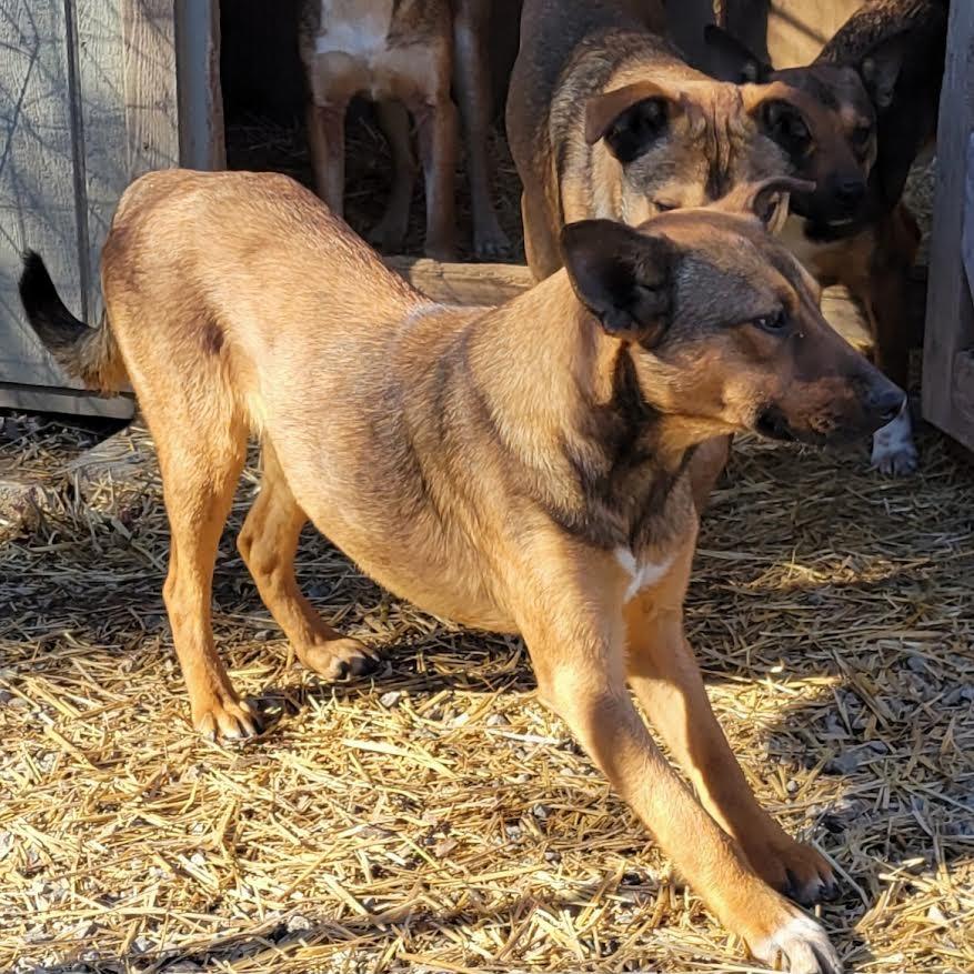 Enlarge Heidi, a Adoptable mixed breed in Crossville, TN image 4/6
