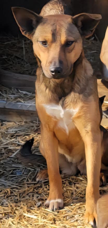 Enlarge Heidi, a Adoptable mixed breed in Crossville, TN image 5/6