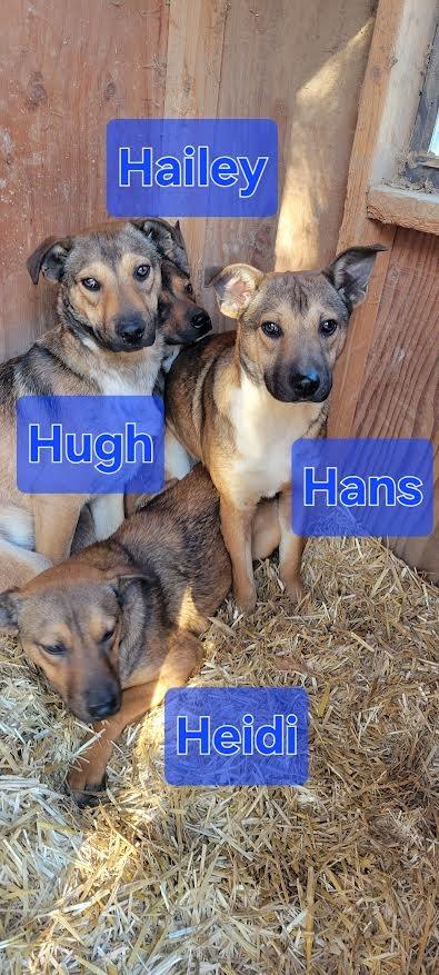 Enlarge Heidi, a Adoptable mixed breed in Crossville, TN image 6/6