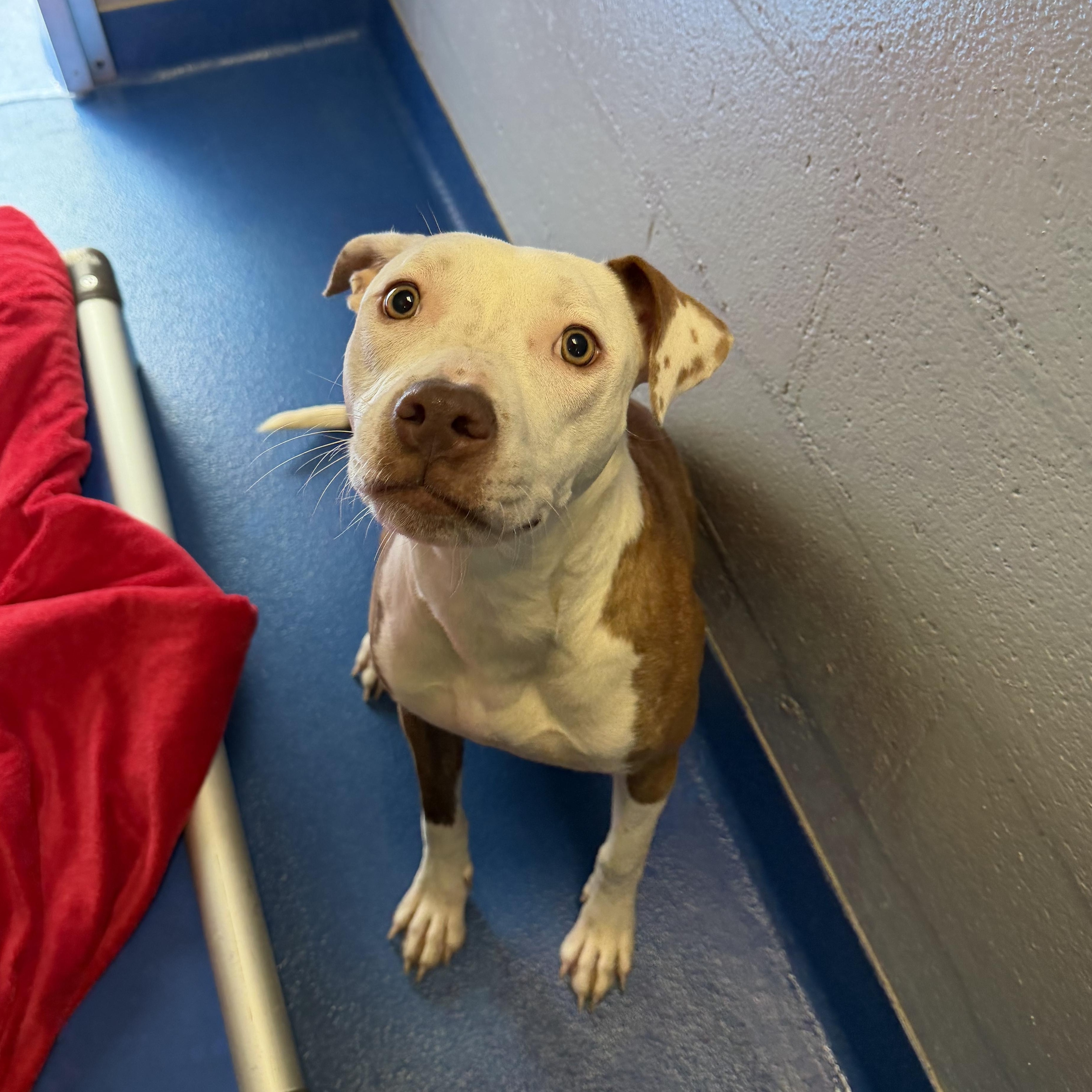 Enlarge Marina , an adopted mixed breed in Lancaster, SC image 3/4