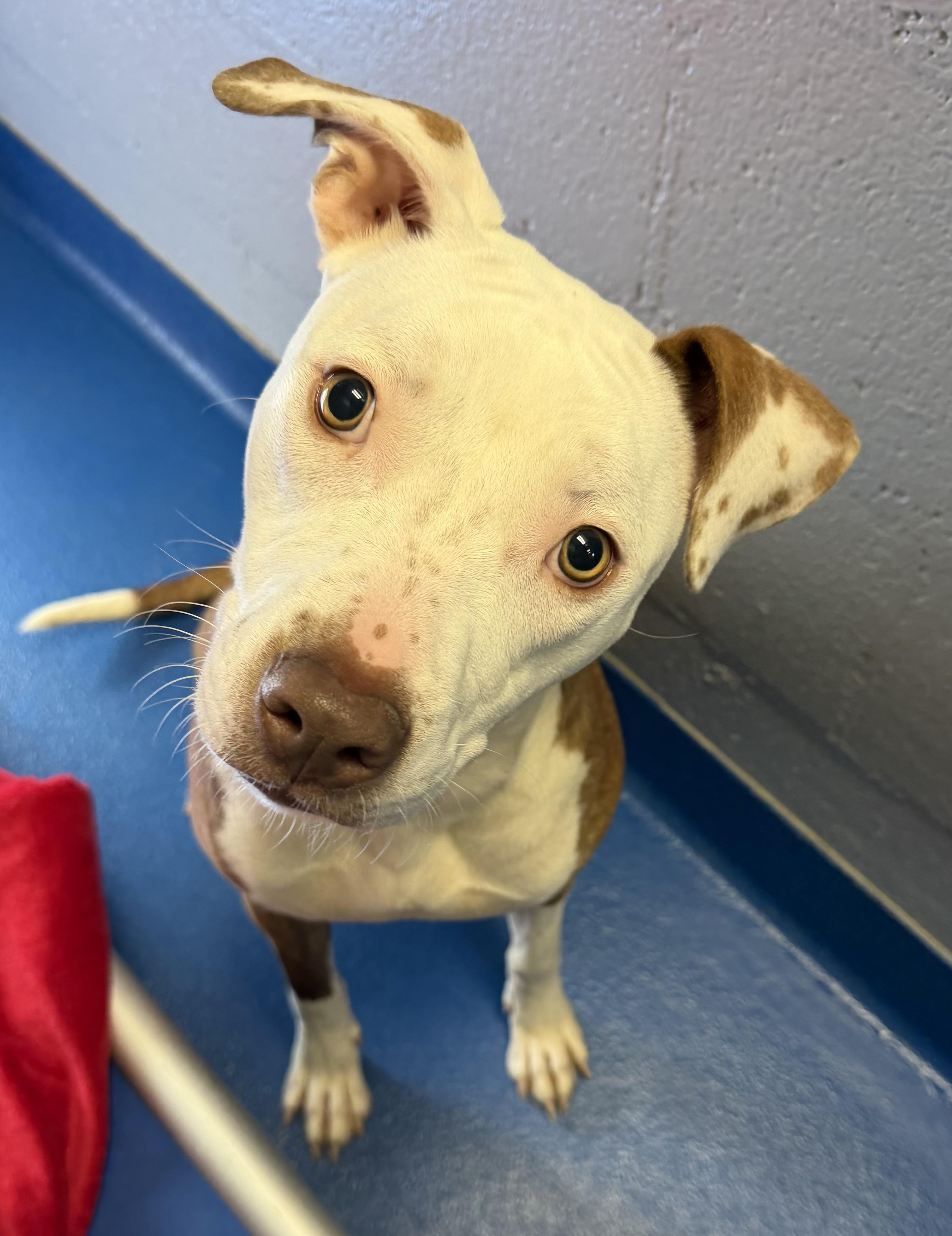 Marina , adopted, Adult Female Terrier.