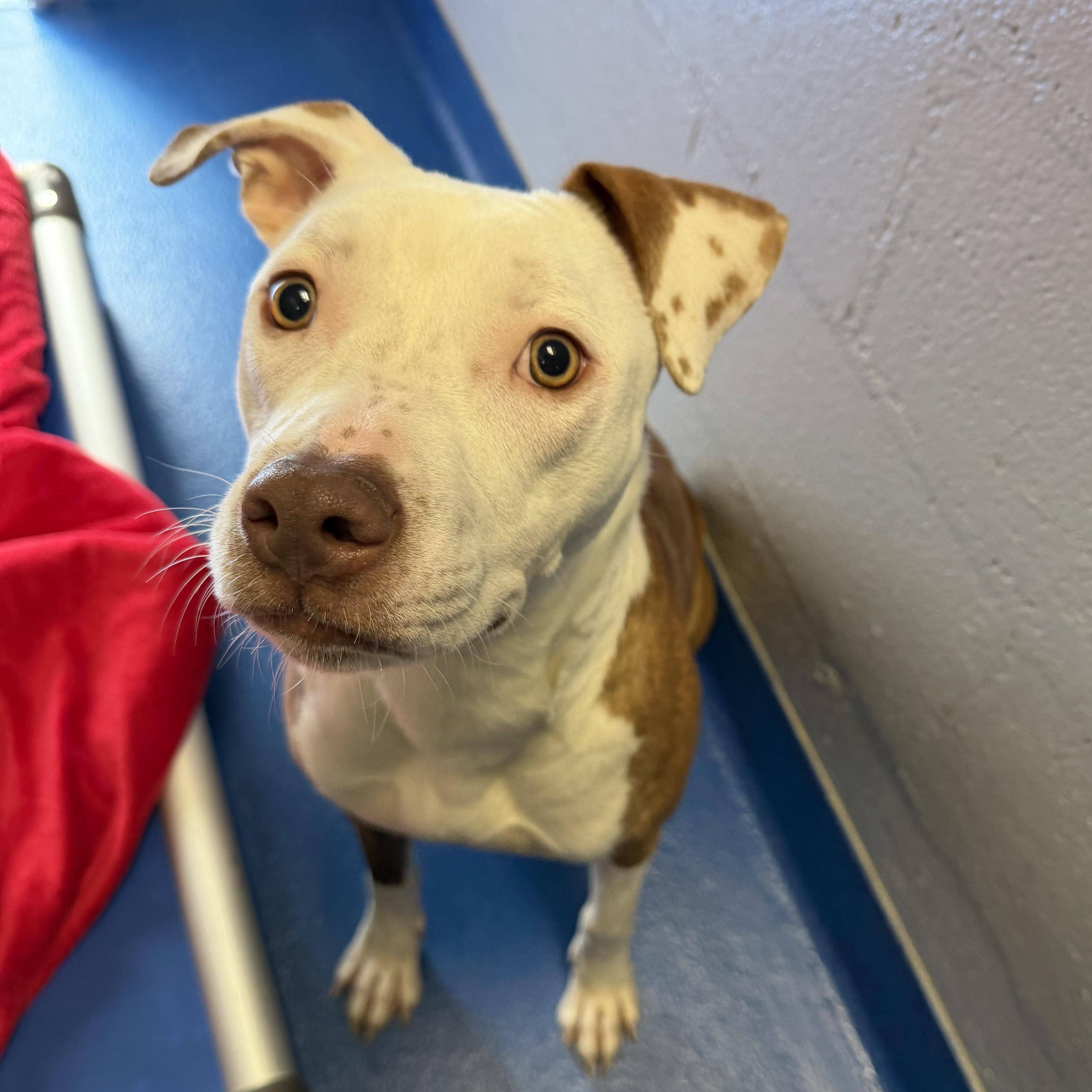 Enlarge Marina , an adopted mixed breed in Lancaster, SC image 2/4