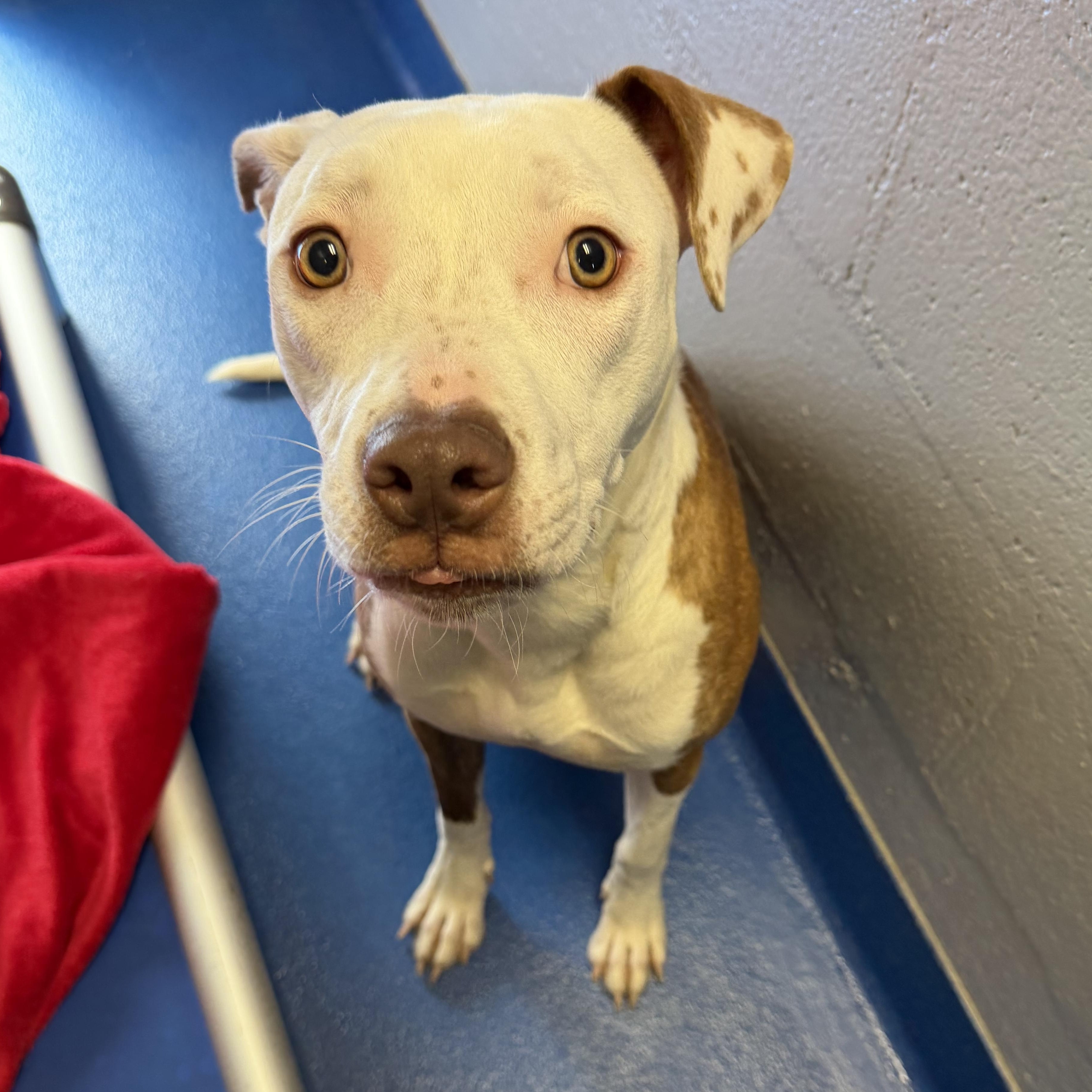 Enlarge Marina , an adopted mixed breed in Lancaster, SC image 4/4