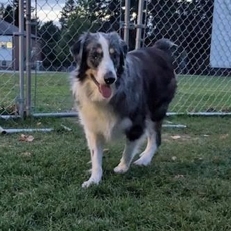 Enlarge Mr. Bigglesworth, a Adoptable Australian Shepherd in Portland, OR image 3/6