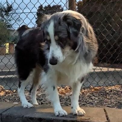 Enlarge Mr. Bigglesworth, a Adoptable Australian Shepherd in Portland, OR image 4/6