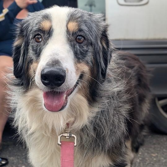 Mr. Bigglesworth, Adoptable, Adult Male Australian Shepherd.