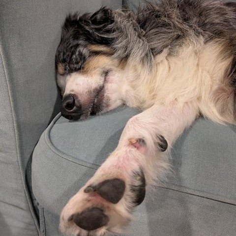 Enlarge Mr. Bigglesworth, a Adoptable Australian Shepherd in Portland, OR image 6/6